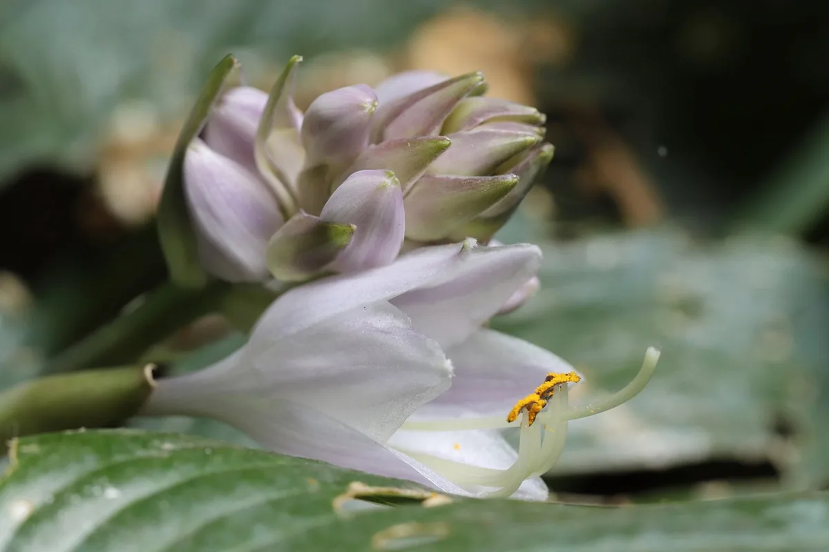 Hosta vivace en fleurs dans un massif ombragé