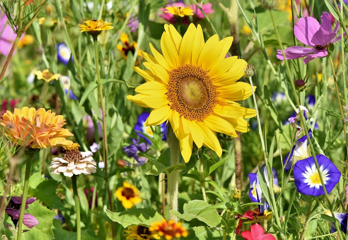 Massif de fleurs vivaces colorées au jardin