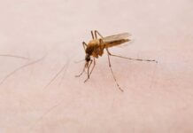 remèdes piqure de moustique