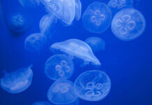 Soigner une piqûre de méduse