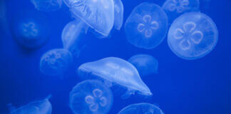 Soigner une piqûre de méduse