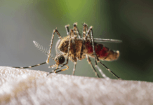 Comment tuer les moustiques à la main