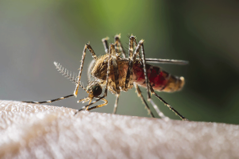 Comment tuer les moustiques à la main