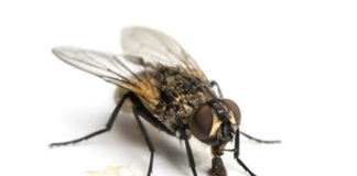 4 astuces pour lutter contre les mouches en été