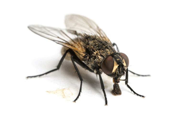 4 astuces pour lutter contre les mouches en été