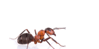 5 astuces pour se débarrasser des fourmis