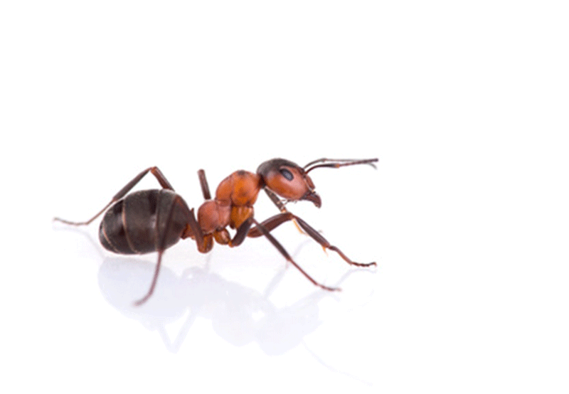 5 astuces pour se débarrasser des fourmis