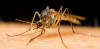 Huiles essentielles anti-moustiques