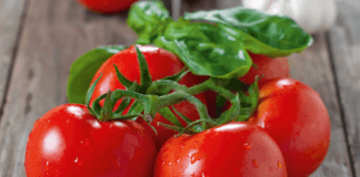 conservation des tomates