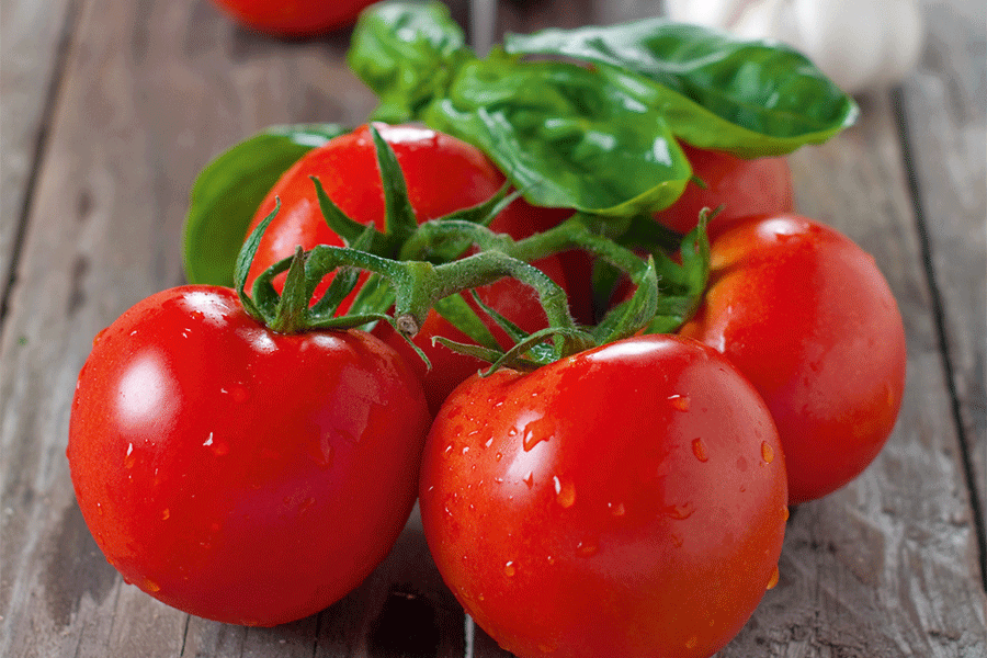 conservation des tomates