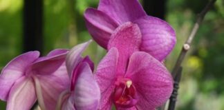 engrais pour orchidée