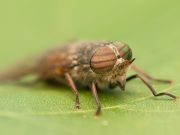 Piqûre de Taon : Astuces de grand-mère Piqûre de Taon