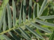 L’astragale, une racine aux vertus insoupçonnées pour votre santé astragale
