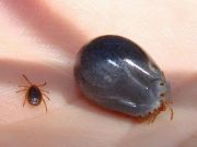 4 répulsifs naturels pour lutter contre les tiques lutter contre les tiques